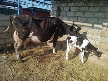 Inəklər, öküzlər: Dişi, il: 4, Ünvandan götürmə, Ödənişli çatdırılma