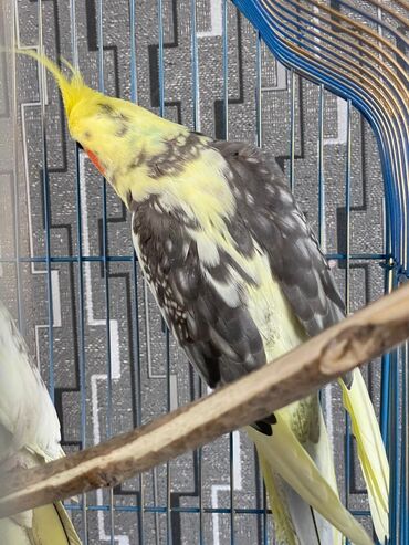 Tutuquşları: Salam. ENDİRİMLƏR🦜🐦 Qiymət dənə düşməmişlər 35 m başlayır — 5