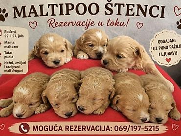 Psi: Maltipoo štenci, prelepe bebe Na prodaju prelepi štenci maltipoo na lalafo.rs — 9 Psi: Maltipoo štenci, prelepe bebe Na prodaju prelepi štenci maltipoo — 9