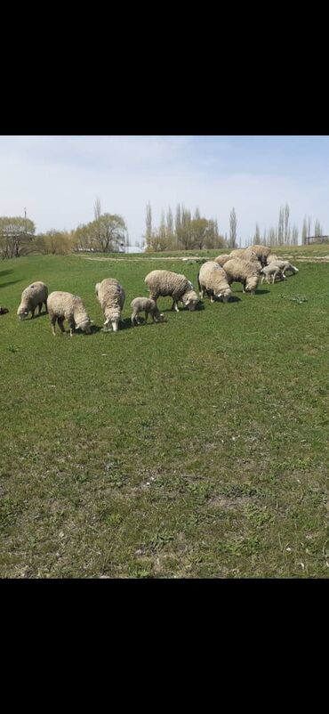 Бараны, овцы: Продаю | Овца (самка), Ягненок | Меринос | На забой, Для разведения, Для шерсти | Матка