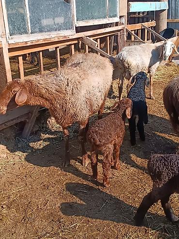 Баран, овца: Продаю | Ягненок | На забой | Племенные — 1