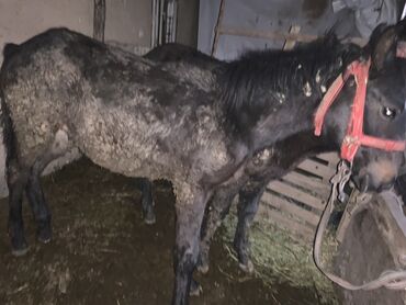 кыргыз довот ит: Сатам | Байтал, Тай | Көбөйтүү үчүн | Асыл тукумдуу