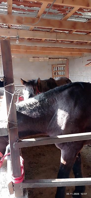 Лошади, кони: Продаю | Кобыла (самка) | На забой, Для разведения — 3