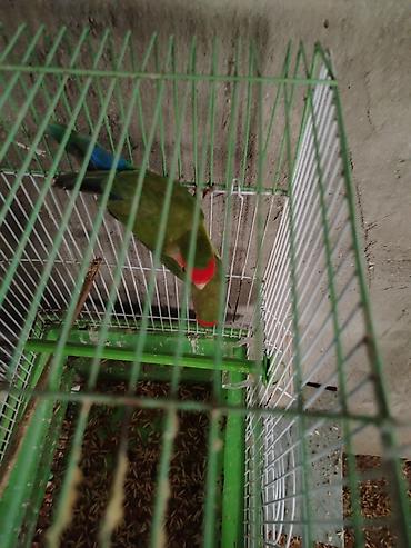 cucə və xoruz təmsil: Məhsul: Agapornis (lovebird) cütü və qəfəs Təsvir: - Şəkillərdə — 1