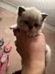 Pişiklər: Şinşilla, Dişi, Erkək — 3