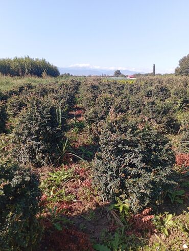 Ağaclar: Her növ ağaclar ve dekarativ ağaclar çox ucuz ve qarantili gubresiz — 19