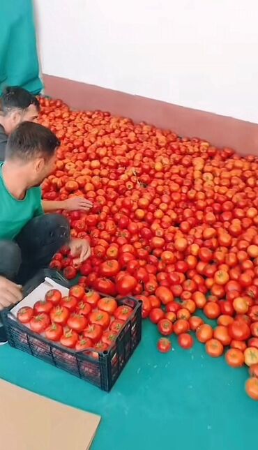 terevez sebeti: Salyan pomidoru. Satisda bahadir. Topdan satis 1 yesik 14 manat. Kq i