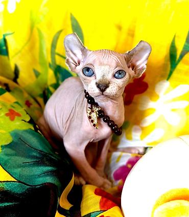 На продаже котята сфинкс эльфы .2 девочки 2 мальчика.2.5 месяца