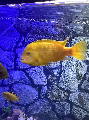 Akvariumlar: Продается аквариум 2 м с рыбами все вместе рыбы декор и — 1