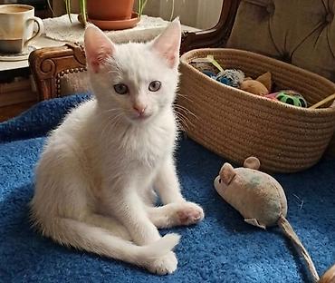 котёнок токмок: Тайская, 3 месяца, Мальчик, Белый, Приучена к лотку — 2