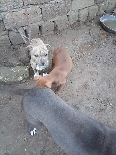 İtlər: Pitbul, 2 ay, Dişi — 7