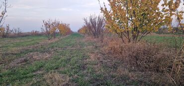 Tinglər: Meyvə tingləri – intensiv bağlar üçün - Növlər: alma və armud heyva — 12