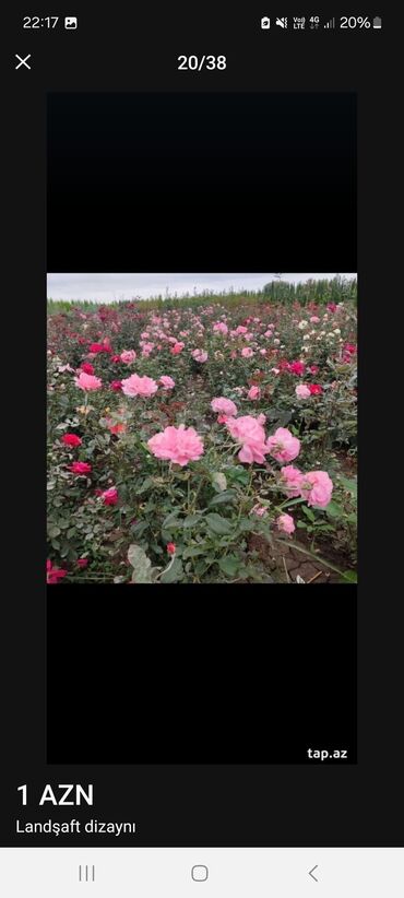 Landşaft işləri: Məhsul/xidmət: Landşaft dizaynı və hazır qazon (rulet qazon) işləri — 14