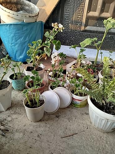 Другие товары для дома и сада: Продается цветы разных видов. Цена от 25сом до 5000тыс сом. В наличии — 8