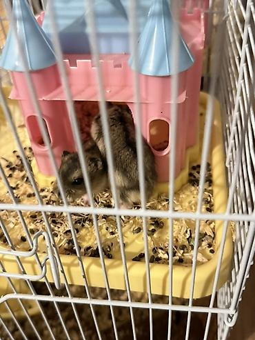 malta bolonka: 3 eded hamster qefes ve apilkasi ile birlikde verirem 2 eded bala — 4