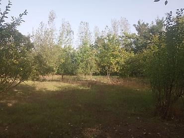 emlak.az sumqayit: 6 sot, Tikinti, Maklerlər narahat etməsin, Kupça (Çıxarış) — 3