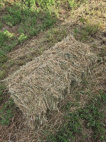 коровы с теленком: 🌾 Сено после семенника 🌾 Продам сено, после обмолота. кастра Без — 6