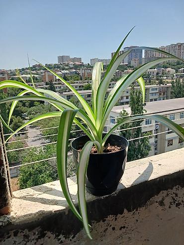 bitki guli: Bitki: Chlorophytum comosum (Hörümçək bitkisi) – zolaqlı yarpaqlı — 1