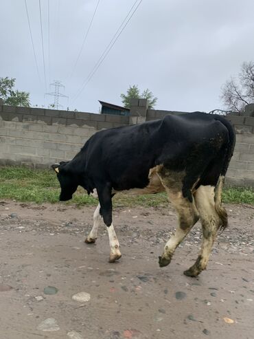 кара балта животные: Продаю | Корова (самка) | Голштин | Для молока | Стельные
