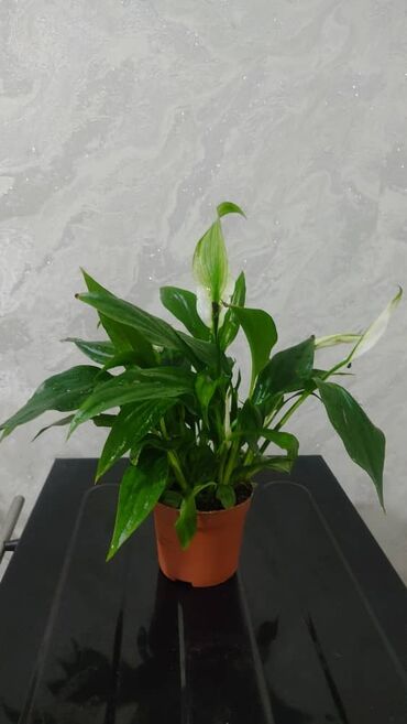 Другие комнатные растения: Продаю цветы — 7