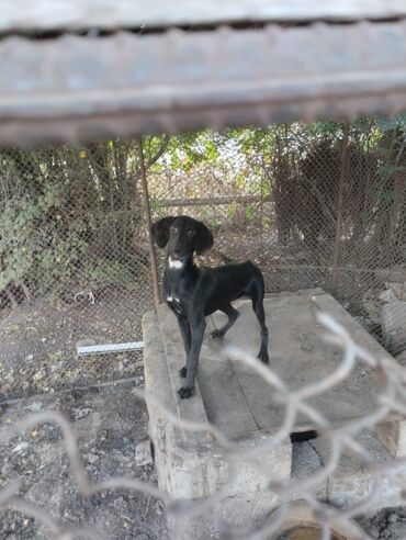 şinşila pişik satılır: Akita-inu, 7 ay, Dişi, Ünvandan götürmə