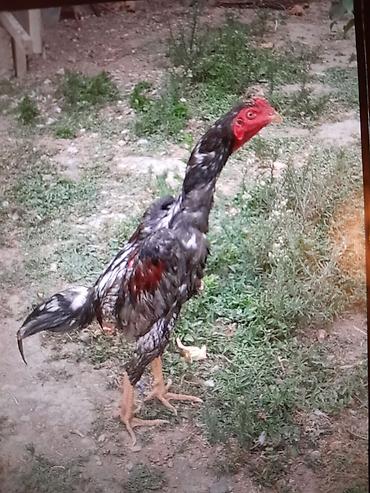 xoruz heyratı: Xoruz, Heyratı, il: <1, Ödənişli çatdırılma — 1