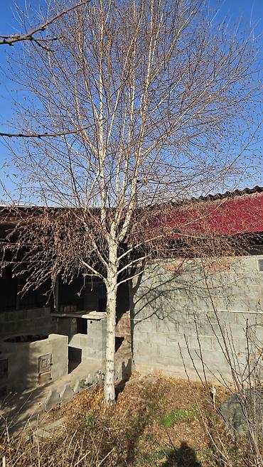 Берёза: Саженцы — 14