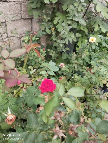 Ağaclar: Satılır: dekorativ bitkilər toplusu - Gül kolları (mini/çalı tipli) – — 3