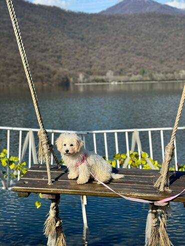 İtlər: Poodle, 1 year dog, Male dog, For mating