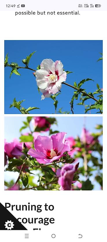 Другие садовые цветы и кустарники: САЖЕНЦЫ многолетников самшита (разные сорта) кустарников магнолии — 30