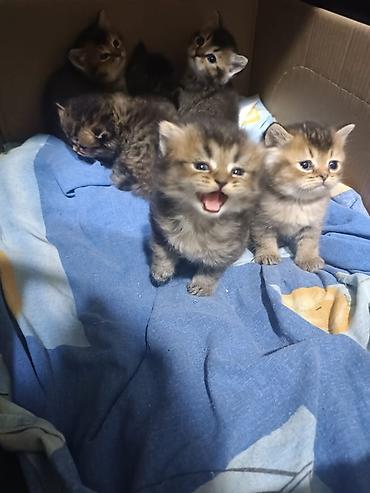 Pişiklər: Erkək, Dişi, Yaxşı əllərə, Pulsuz çatdırılma, Ödənişli çatdırılma, Ünvandan götürmə — 12