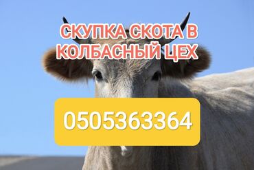 сено продажа: Куплю | Коровы, быки, Лошади, кони | Круглосуточно, Любое состояние, Забитый