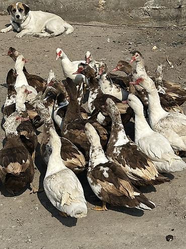 Птицы: Индоутки 24 головы 
2 самца и 22 самки — 4