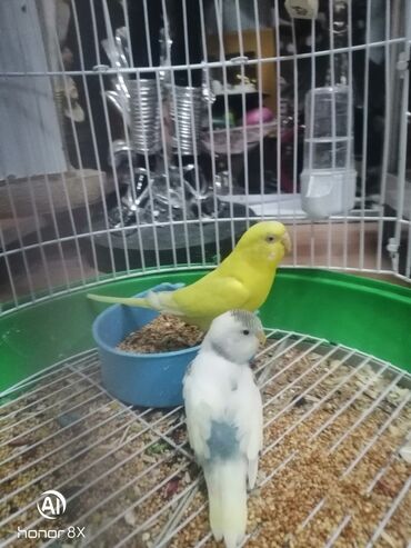 Tutuquşları: Papuqaylar 9azn Papuqay qəfəsləri 9azn Təzə qəfəslərdi 9-azn -da lalafo.az — 25 Tutuquşları: Papuqaylar 9azn Papuqay qəfəsləri 9azn Təzə qəfəslərdi 9-azn — 25