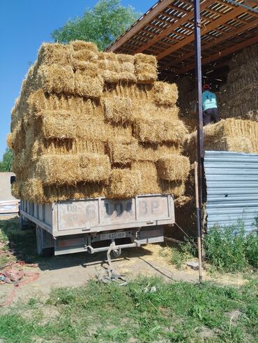 продажа домашних животных: Продаю салому ячменную 600тюков оптом фура тюки плотные метровые с