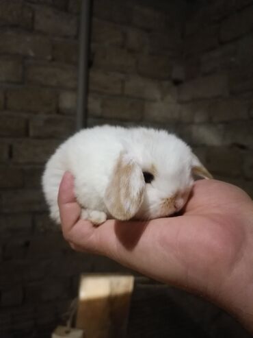 gəmiricilər: Dekorativ holland lop dovşanları 23 gunlukdur.qıymet 15 manat.hamısını