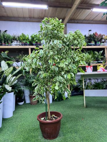 Драцены и Сансевиерии: Драцены и Сансевиерии — 13