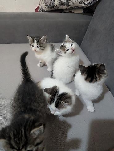 молоко для котят: 1 месяц, Девочка — 1