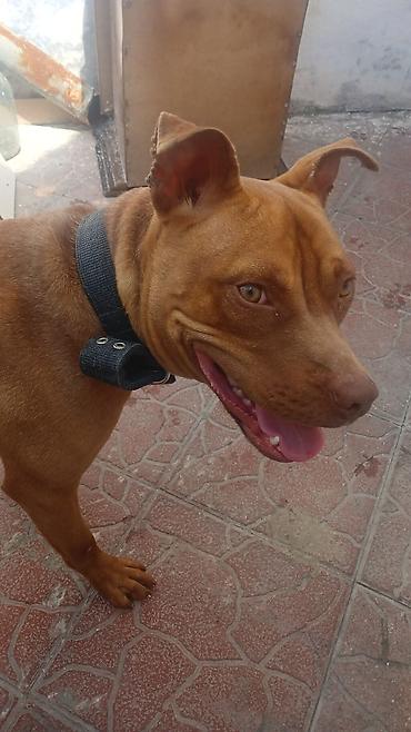 it sortu: Pitbul, 1 il, Dişi — 6