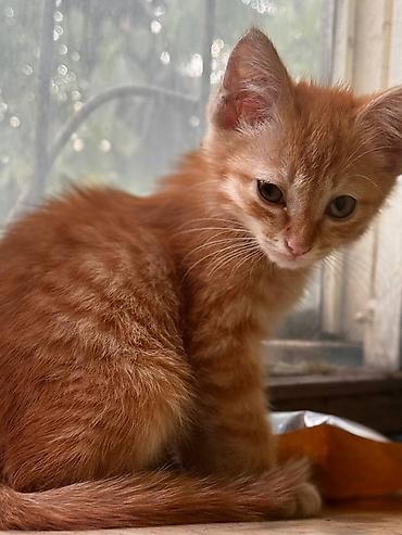 хомяк бесплатно: Кошка даром: Беспородная, 3 месяца, Мальчик — 4