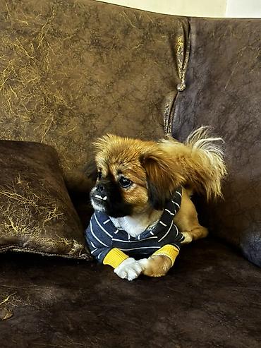 bala pişiylər: Pekines, Erkək — 3