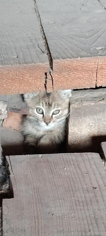 корм для котят: Кошка даром: Беспородная, 1 месяц, Мальчик, Приучена к лотку — 5