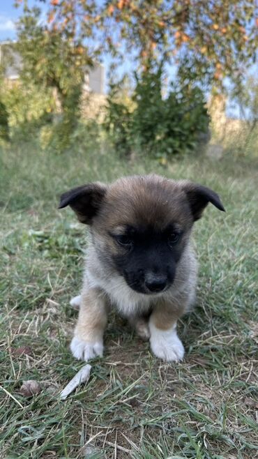 İtlər: 2 ay, Erkek — 5