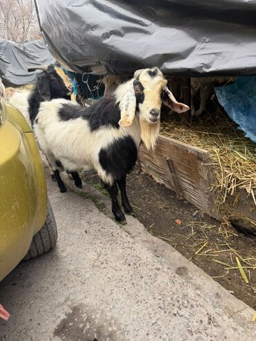 Козы, козлы: Продаю | Козёл (самец) | Битал | Для разведения — 8