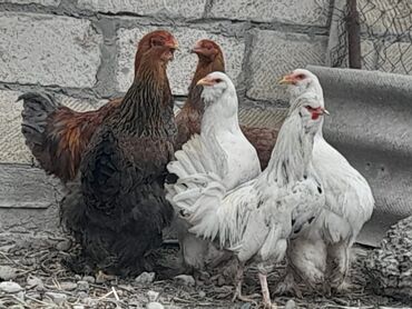 Xoruzlar: Bramalar satılır 3aylıqdılar.Bir ədəd qold xoruz-2qold fərə.bir ağ -da lalafo.az — 9 Xoruzlar: Bramalar satılır 3aylıqdılar.Bir ədəd qold xoruz-2qold fərə.bir ağ — 9