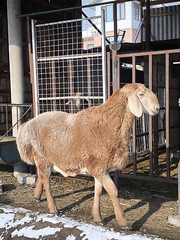 Баран, овца: Продаю | Ягненок, Баран (самец) | Арашан | Для разведения | Племенные at lalafo.kg — 2 Баран, овца: Продаю | Ягненок, Баран (самец) | Арашан | Для разведения | Племенные — 2