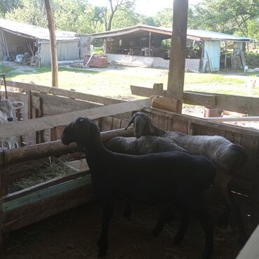 рамановские овцы: Продаю | Овца (самка) | На забой | Матка