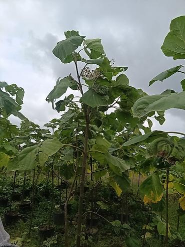 Ağaclar: Məhsul: Dekorativ palma ağacları (Trachycarpus/Vindozaya bənzər yelpik — 5