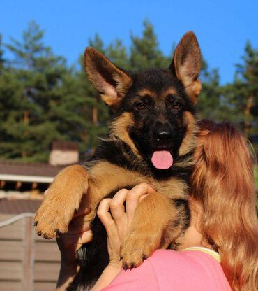 İtlər: Alman çoban iti, 2 ay, Erkek, Sənədli, Pulsuz çatdırılma — 28