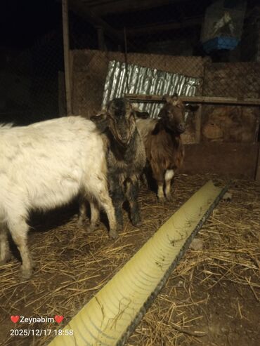 Keçi, çəpiş: Satilir 7 bas disi keci cepis damazliga tam yararli elde saxlanan — 5